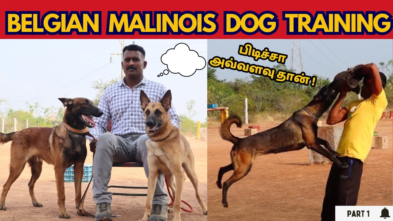 புடிச்சா அவ்வளவு தான்- Belgian Malinois Dog Training | JeyForce_K9 kennel | Karaikudi | Tamilnadu
