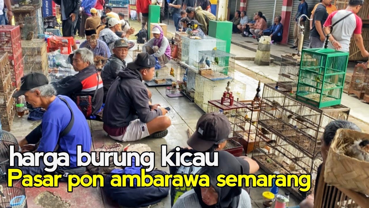 Pasar Harga Burung Kicau Perkutut Pasar Hewan Burung Merpati Pasar Pon Ambarawa Semarang Terbaru