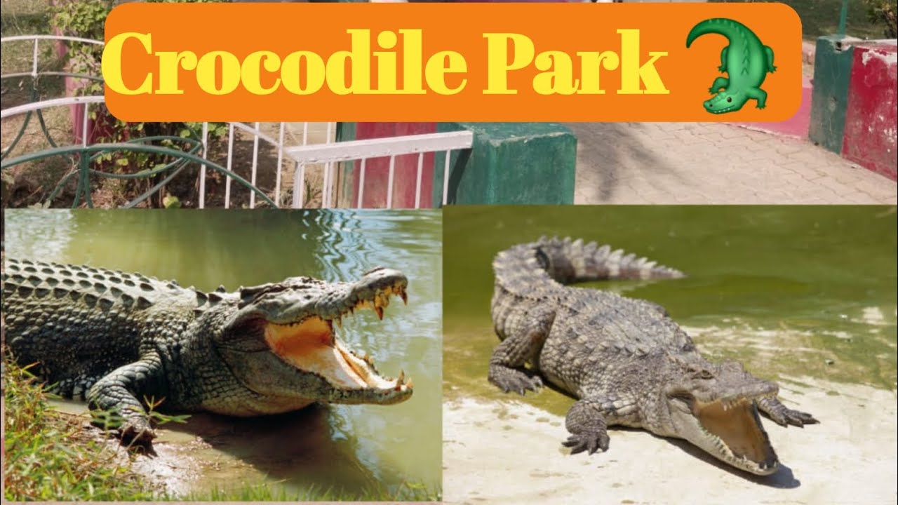 CROCODILE PARK | 🐊 Crocodile Park का खतरनाक नज़ारा |  Amazing Park Video