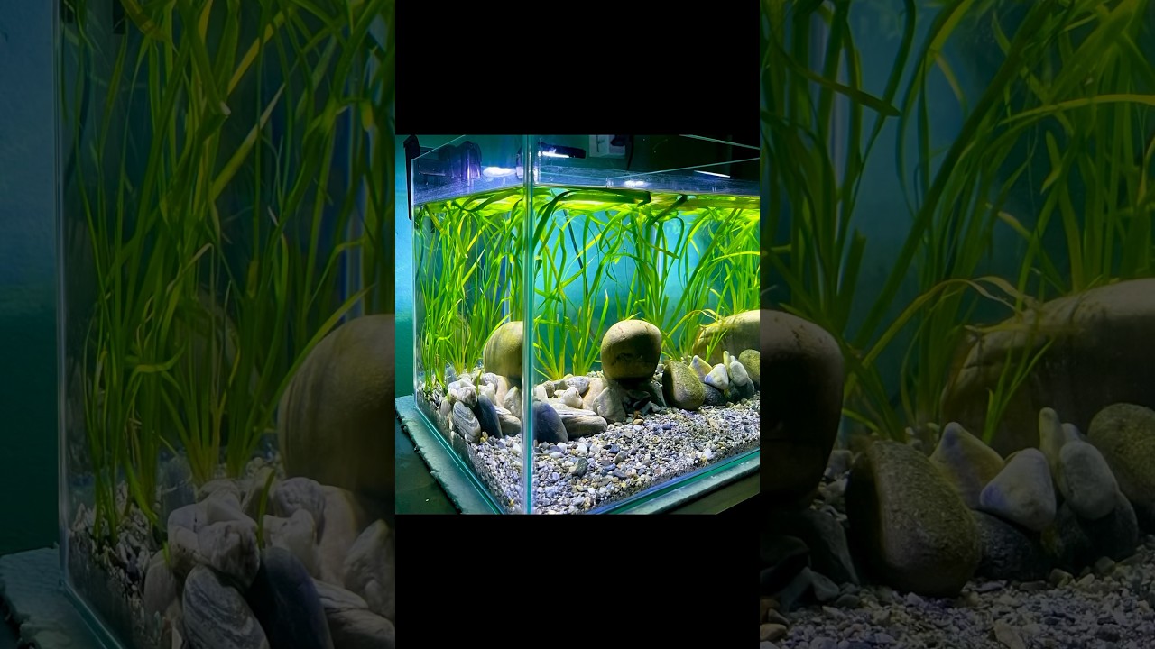 DIY. Basic Low tech Planted tank setup. #aquarium #fish #aquascape #aquariumfish #plants #nepal #diy