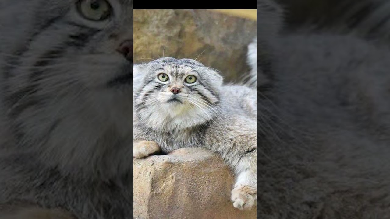 Pallas&rsquo;s Cat Facts That Will Blow Your Mind! #animalfacts