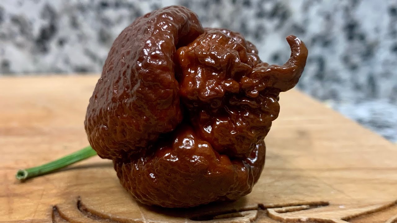 Chocolate Apocalypse Scorpion grown by The Mighty Mustache! A wicked STUNNING pepper!