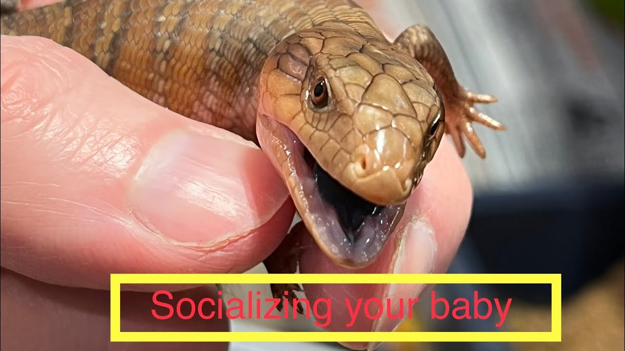 Socializing Babies and tips when they arrive home.