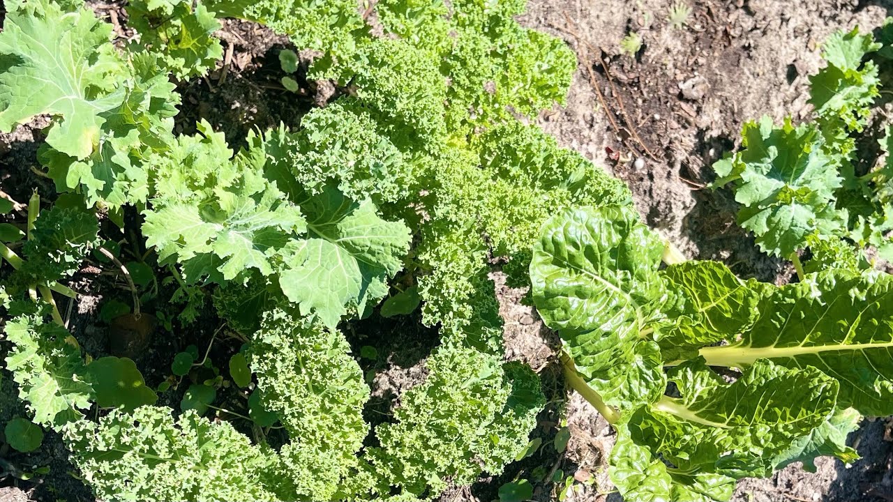 The New Best Way To Start Your Seeds: Very Easy and Affordable