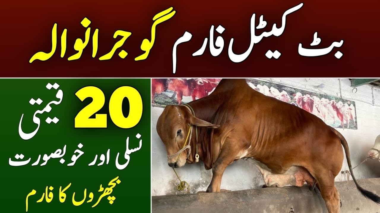 Universal Topics team Visit Butt Cattle Farm Gujranwala | Unique Breed of Bull | Eid 2023 ki Tayari