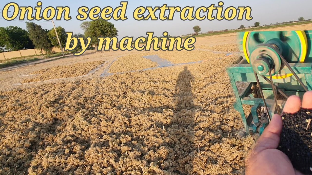 Onion seed extraction by machine  مشین کے ذریعے پیاز کے بیج نکالنا