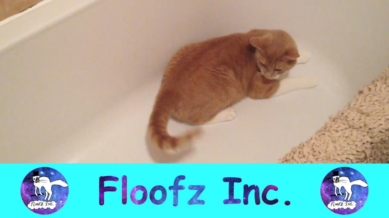 Funny Cats Chasing Their Own Tails!