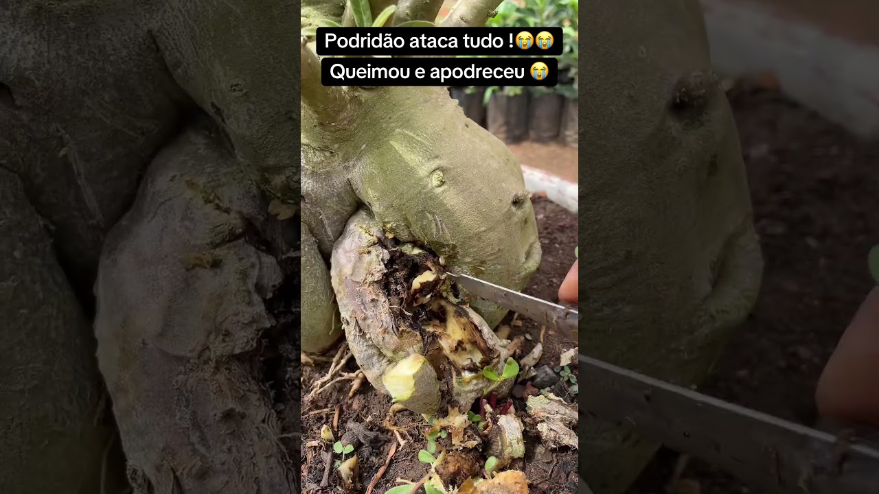 Podridão ataca tudo ! 