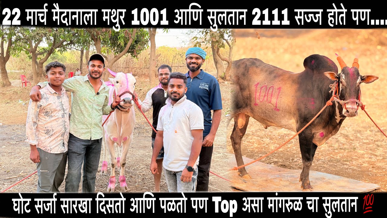 22 मार्च मैदानाला मथुर 1001 आणि सुलतान 2111 सज्ज होते पण.... सुलतान 2111 मुलाखत 