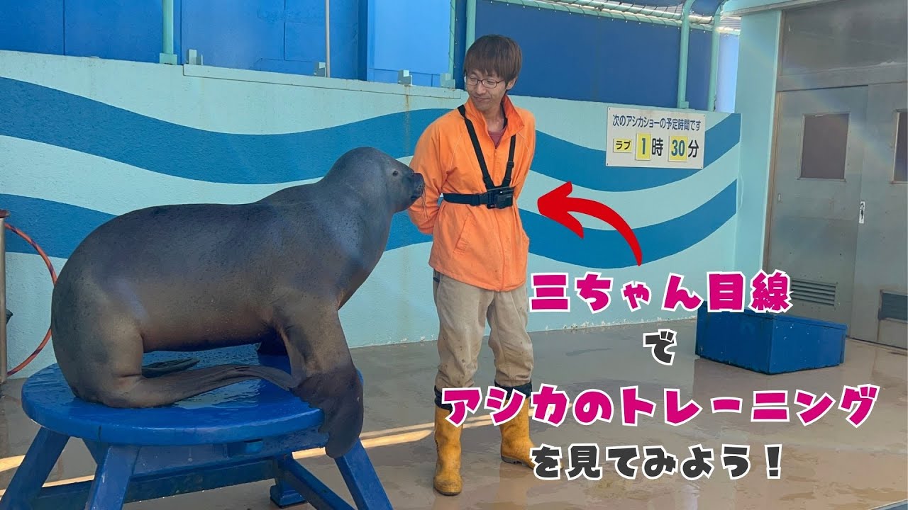 三ちゃん目線でアシカのトレーニングを見てみよう！