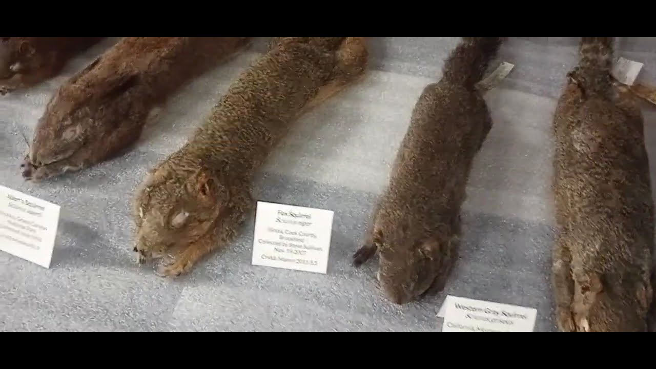 Learning about Natural History at the Peggy Notebaert Nature Museum