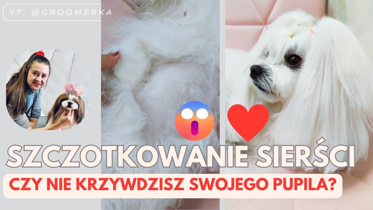 Twój pies NIE LUBI czesania? To może być TWÓJ BŁĄD!