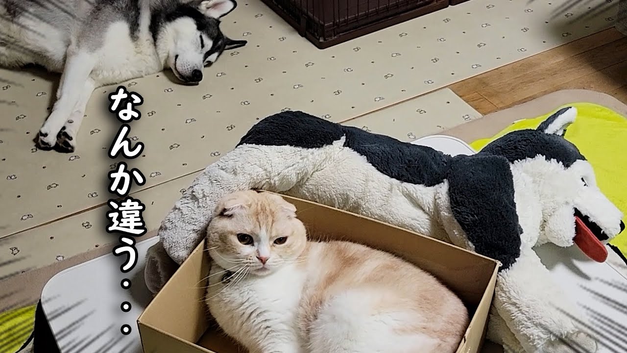 猫が間違えてぬいぐるみと寝てたら犬の反応がこちらです
