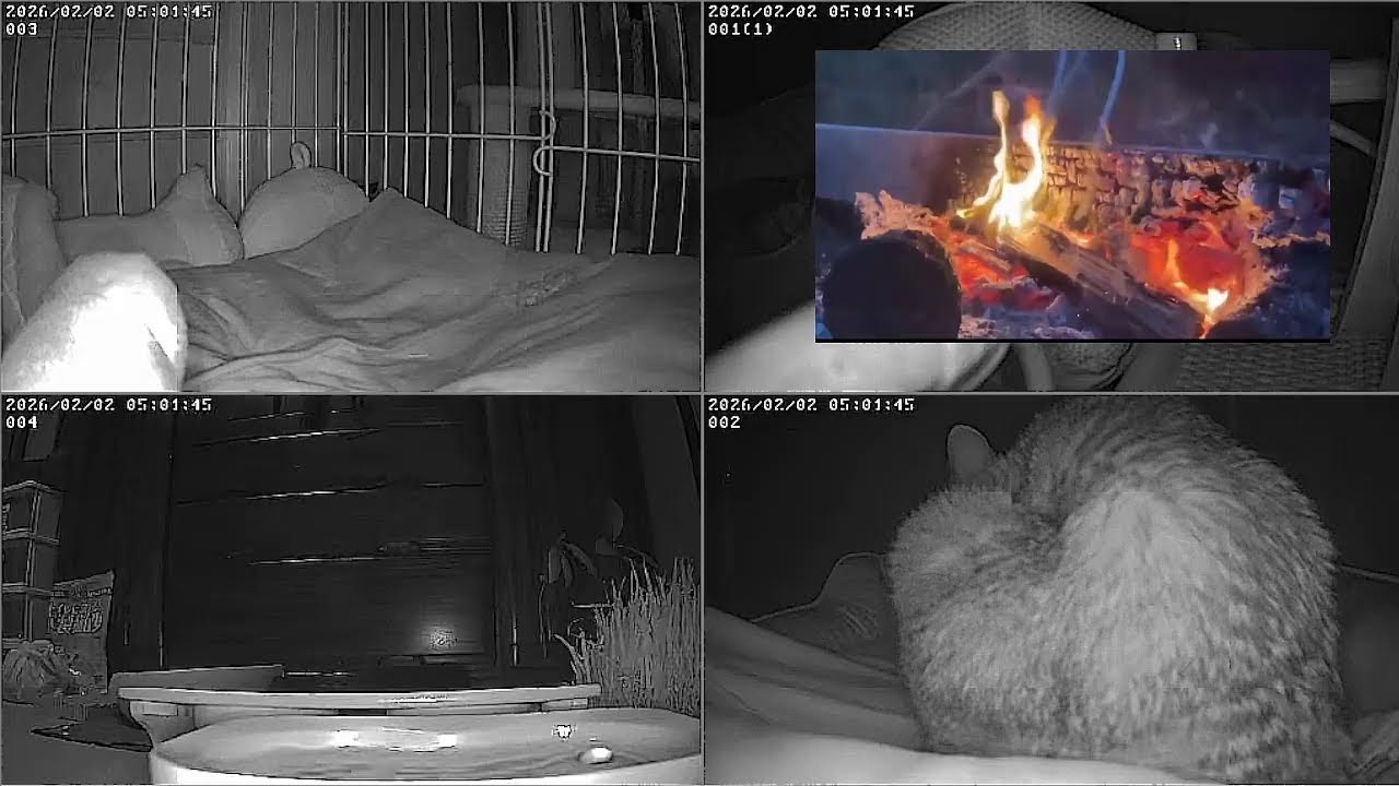 【24時間365日保護猫ライブ】　猫と焚火でリラックス。猫と暖炉　野良猫から家猫へ 　保護猫5匹　癒し　ASMR 　 睡眠　cat live　焚火