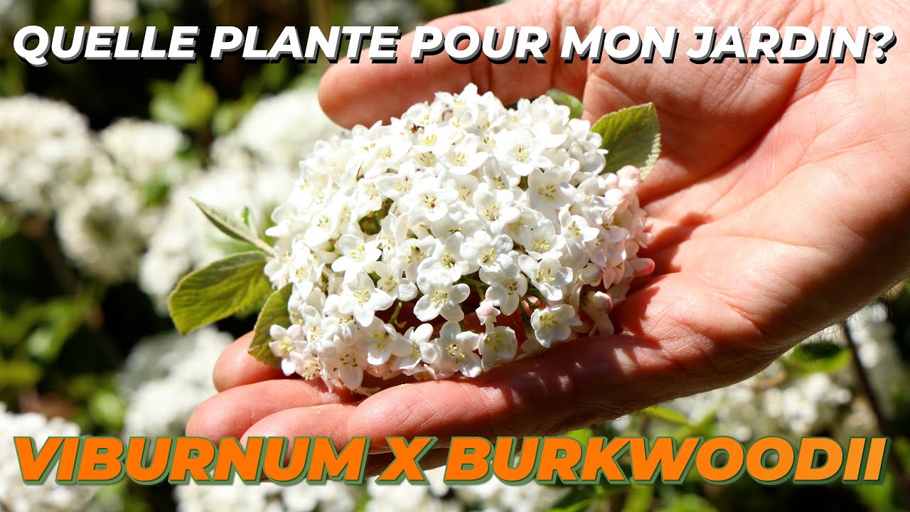 LE VIBURNUM X BURKWOODII - Quelle Plante Pour Mon Jardin ?