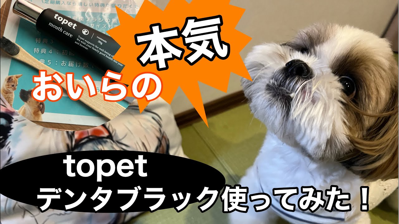 【シーズー】口臭が気になり始めた時に出会ったデンタブラック使ってみた感想
