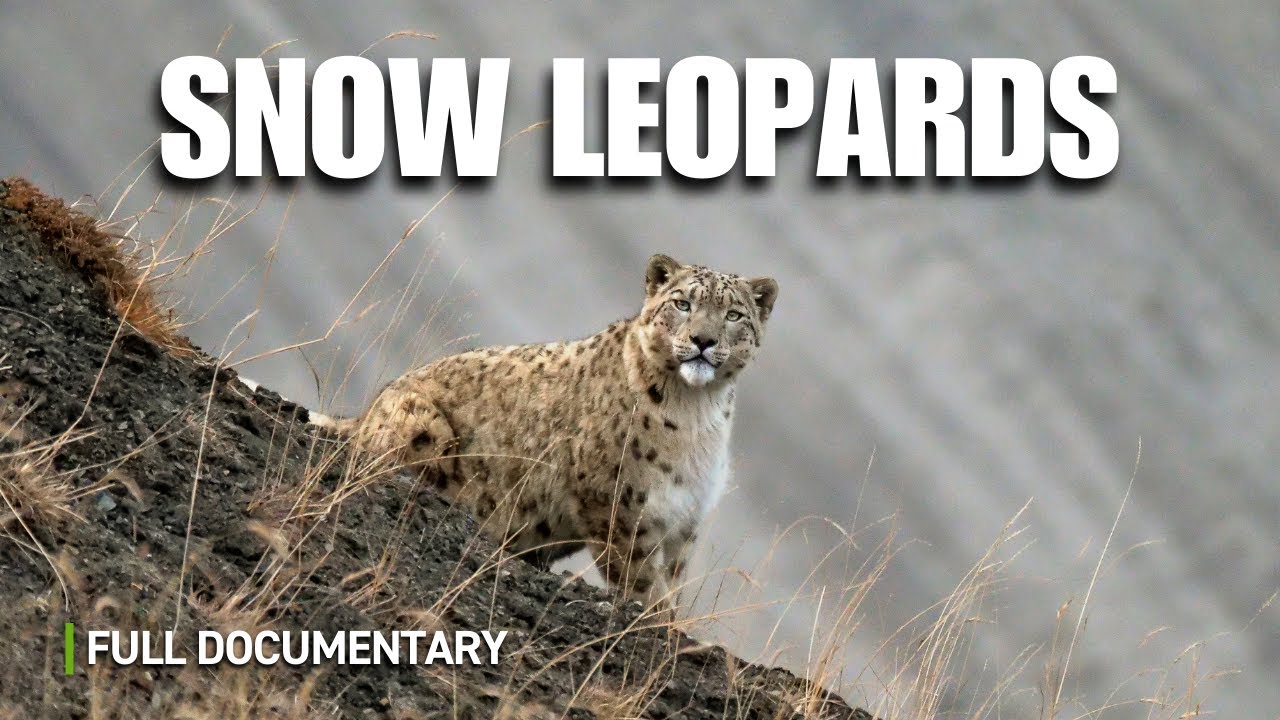 The Snow Leopard's Secret Life in the Himalayas | Full Nature Documentary