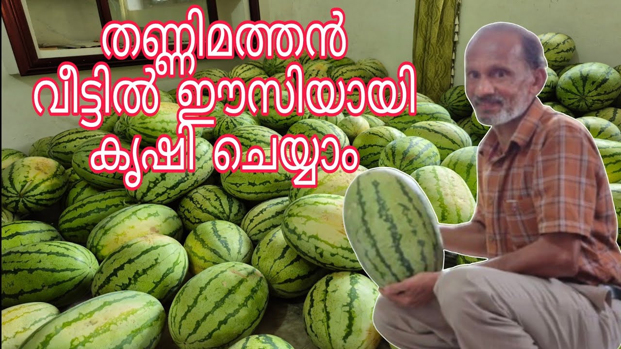 തണ്ണിമത്തൻ കൃഷിയിൽ ശ്രദ്ധിക്കേണ്ടത്  /Watermelon Cultivation / Thannimathan Krishi / Agriculture