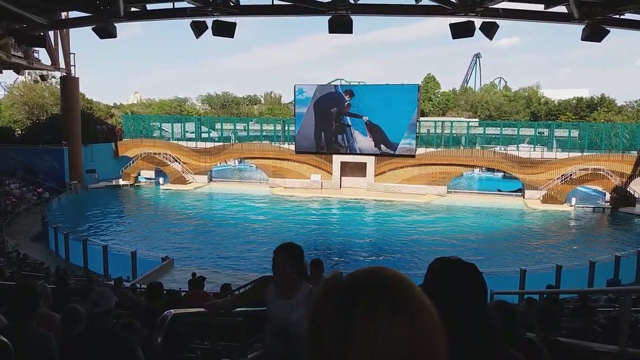 SEAWORLD ORCA ENCOUNTER P1