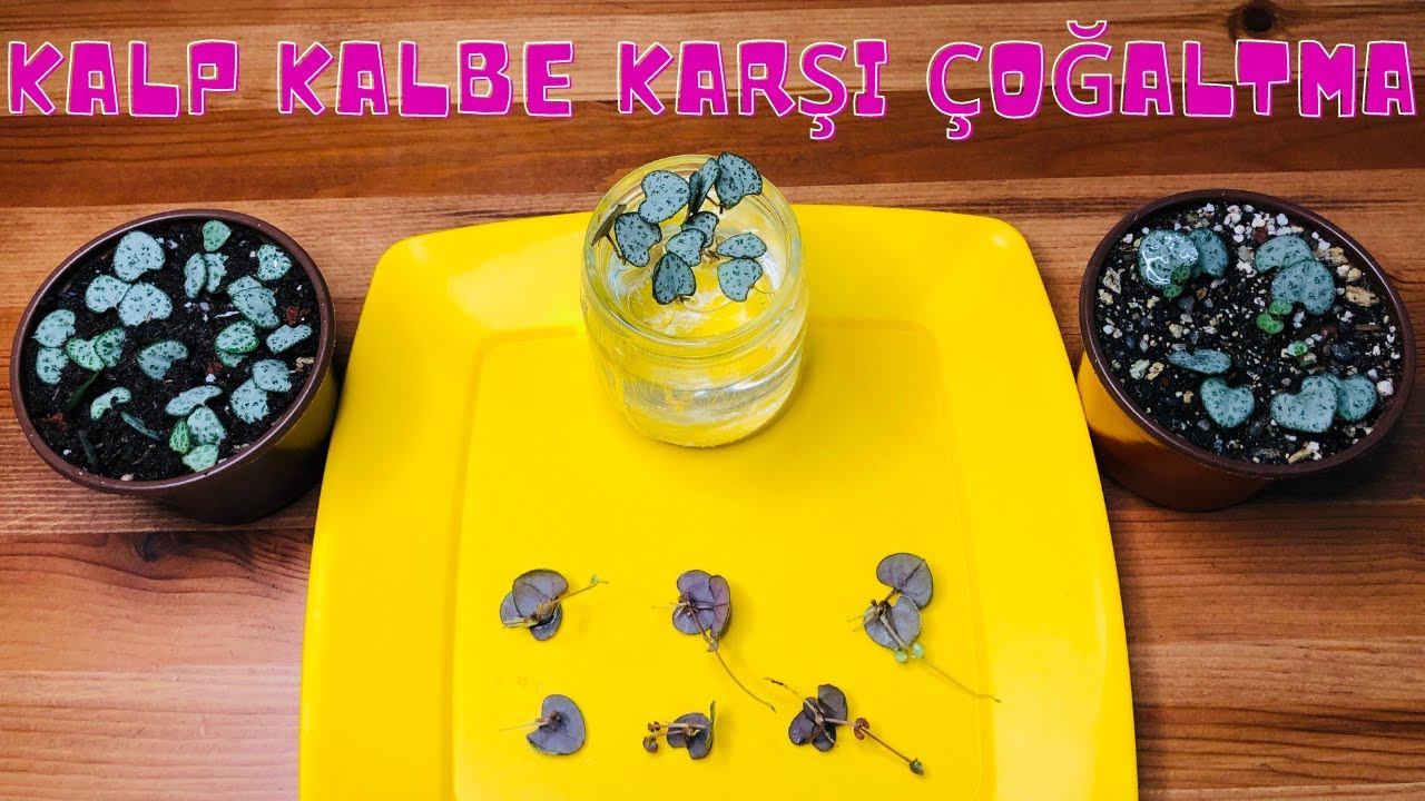 Kalp Kalbe Karşı Çiçeği Çoğaltma