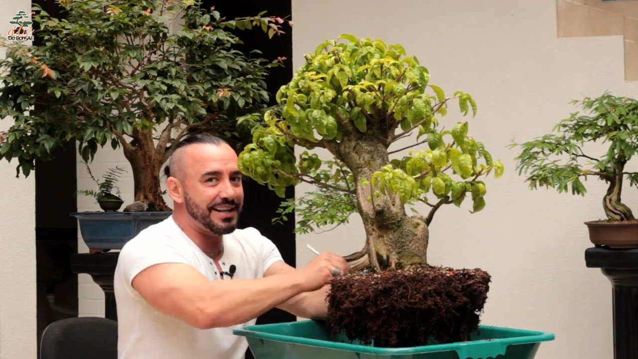 Bonsai de Primavera Bougainvillea | Nativa do Brasil