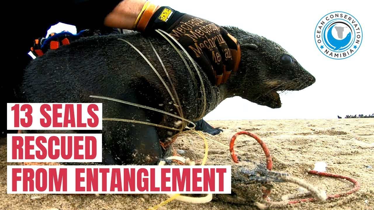 13 Baby Seals RESCUED in ONE DAY