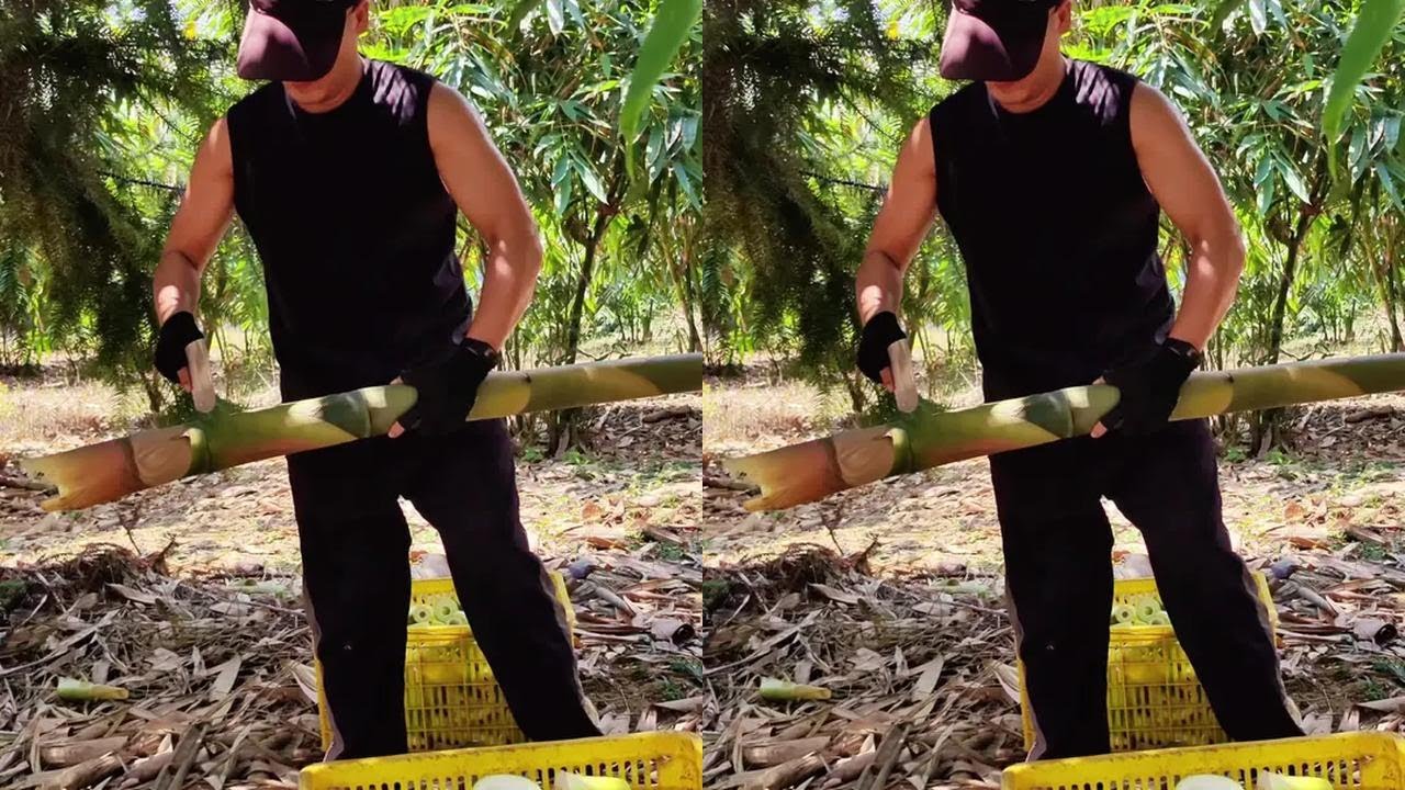 Agriculture, Rural Areas, Farmers, New Program, Moso Bamboo Shoots, Product Recommender