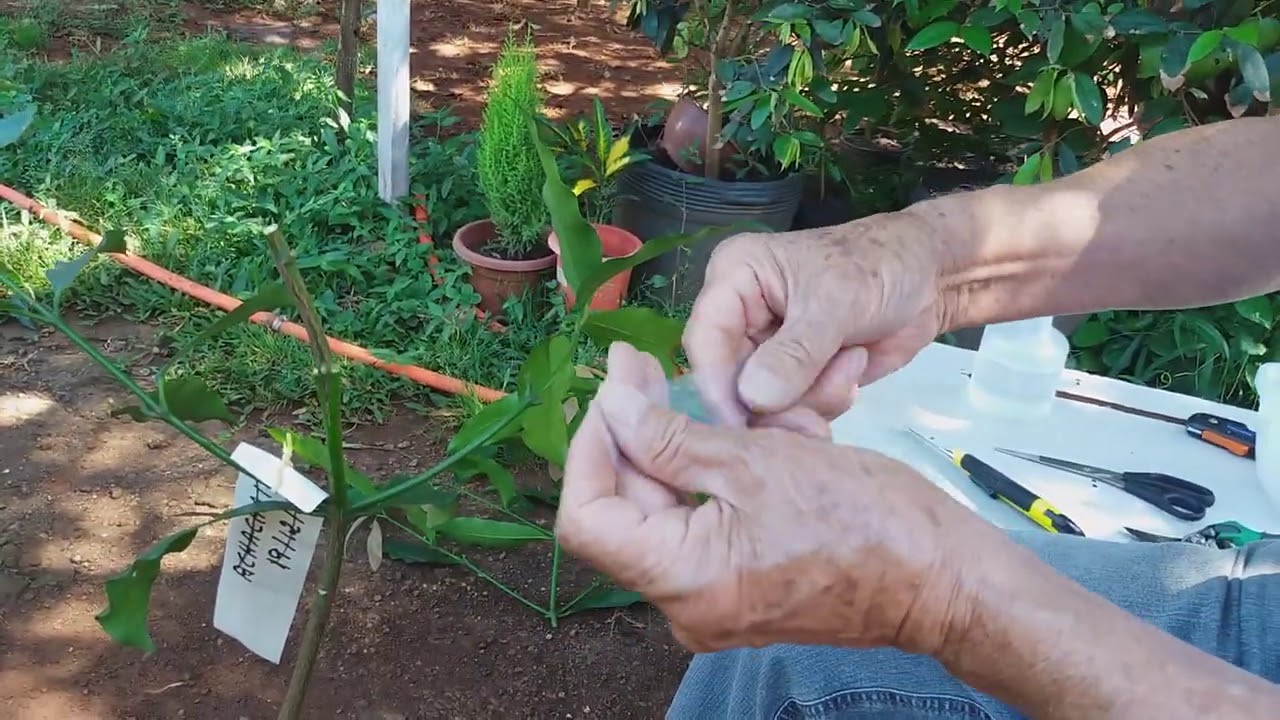 Enxerto (inedito) de Bacupari em Achachairu. Mostrando os resultados.