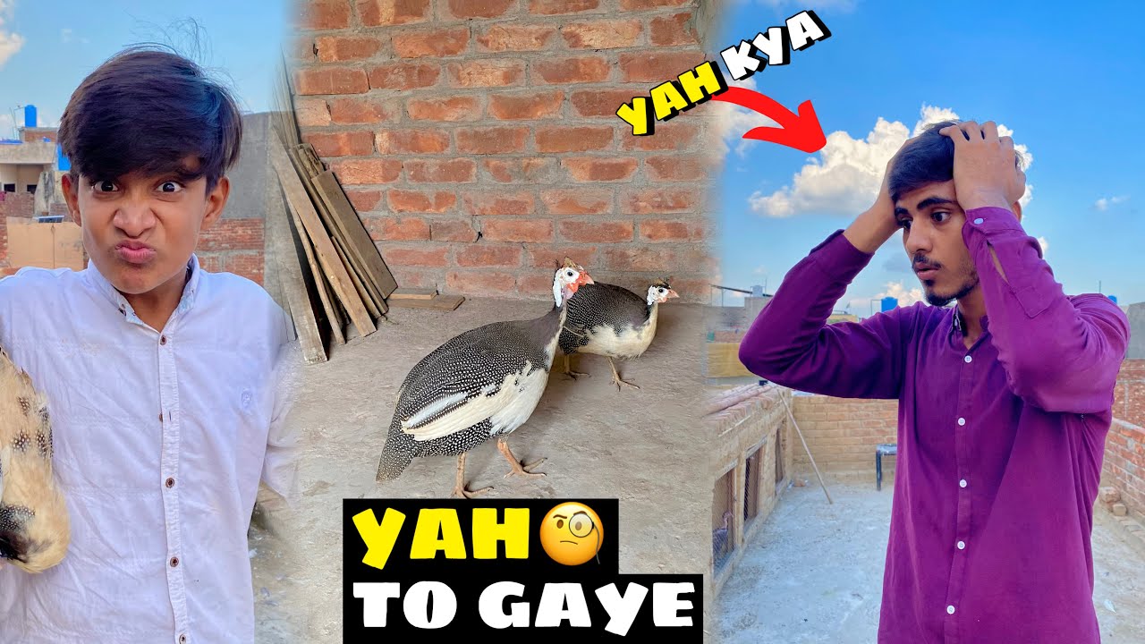 Guinea Fowl Ka Kya Kare 🧐