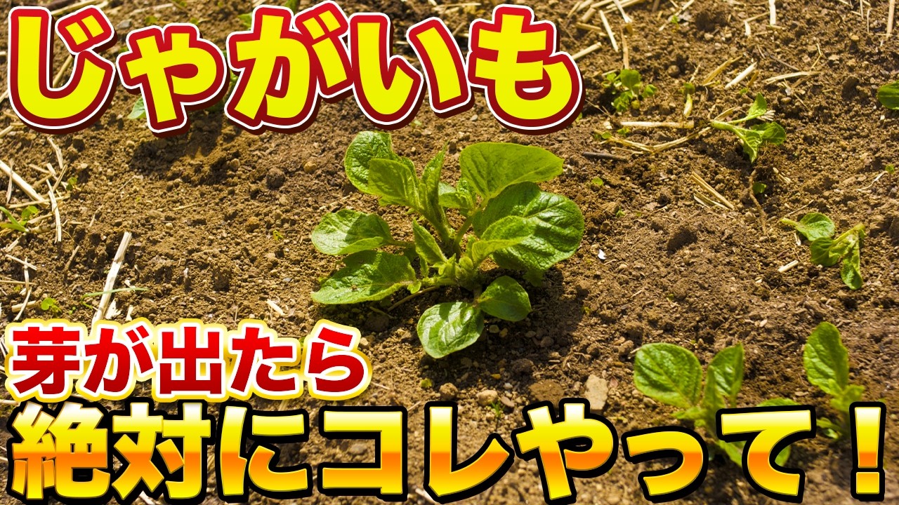 ジャガイモの芽が出たら絶対にやるべきこと５つ！芽が出たら要注意です！