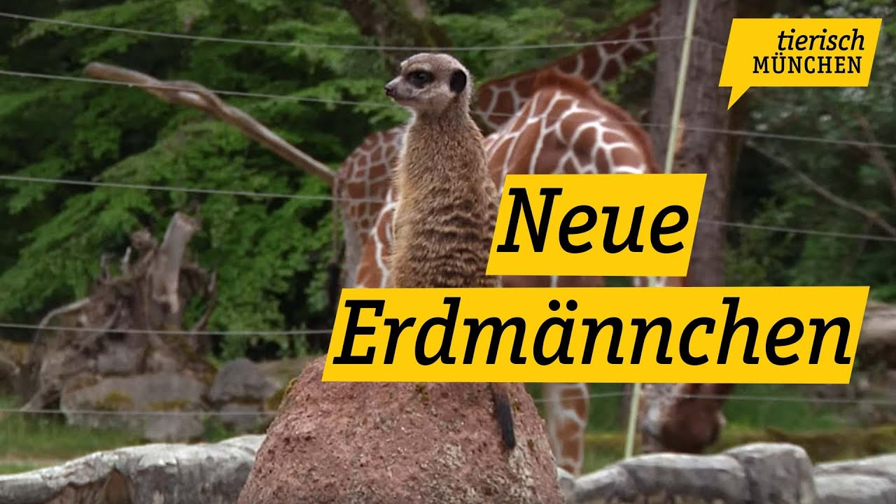 Tierisch München: quirlige Erdmännchen-Gruppe zieht im Tierpark Hellabrunn ein