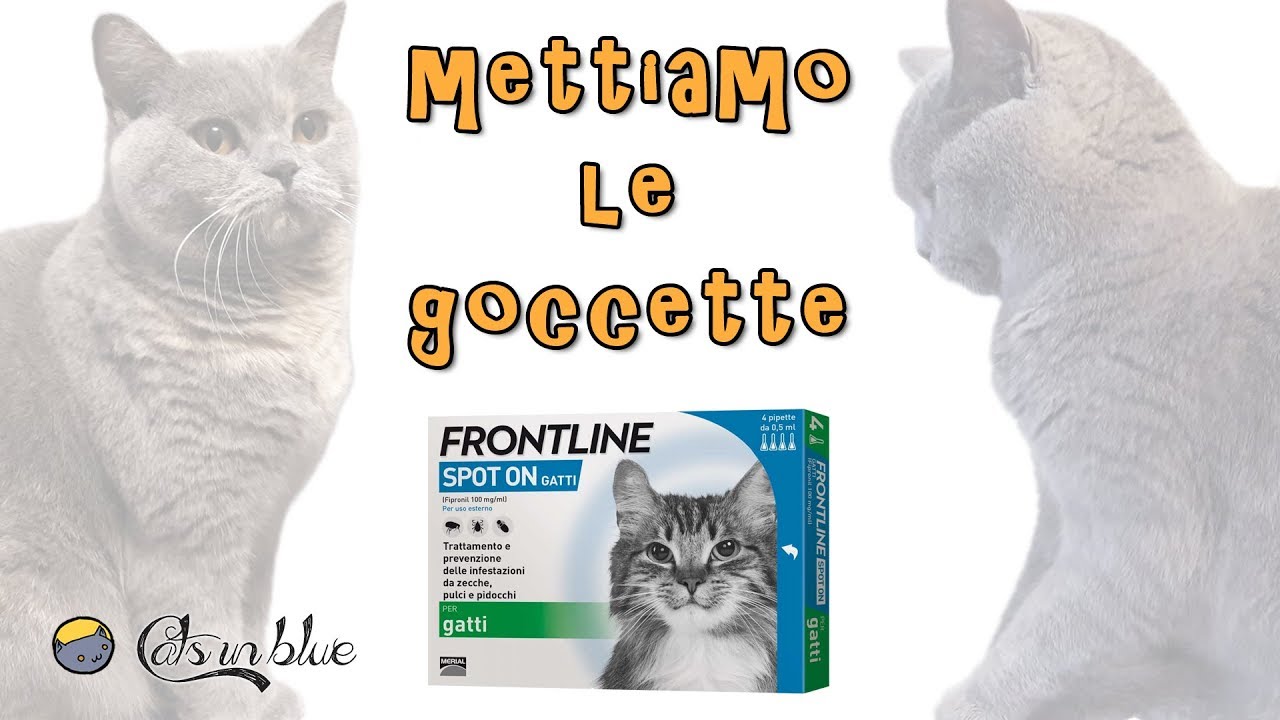 Mettiamo le goccette Frontline Gatto