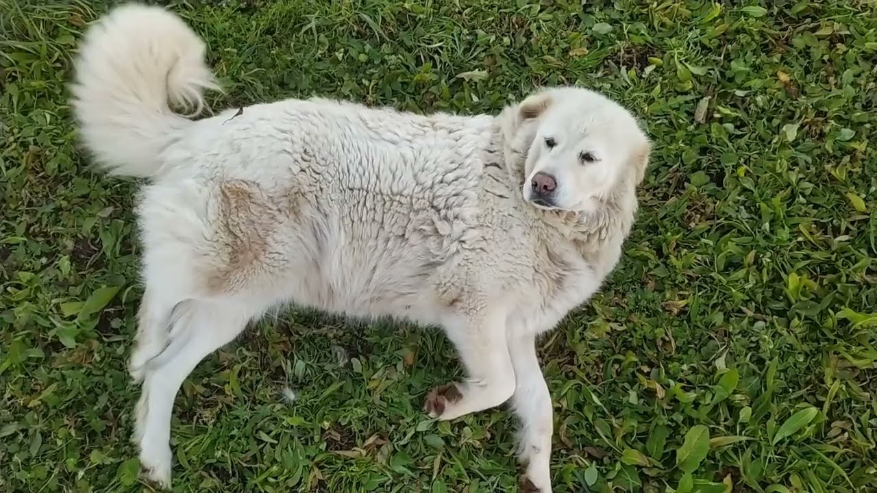 Bianca si riposa mentre sorveglia le pecore (Pastore maremmano)