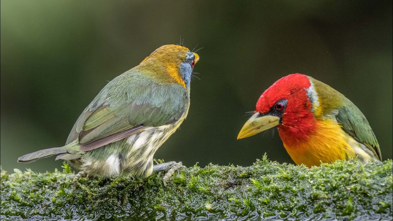 Birding Colombia 2022 1/8