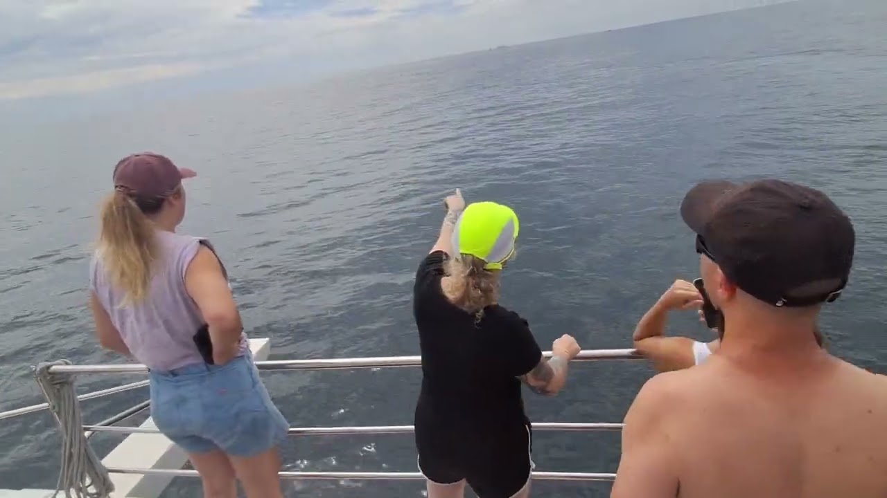 For whale lovers, Newly born baby calf with whale mother, unedited video.  #whalewatching #sailing