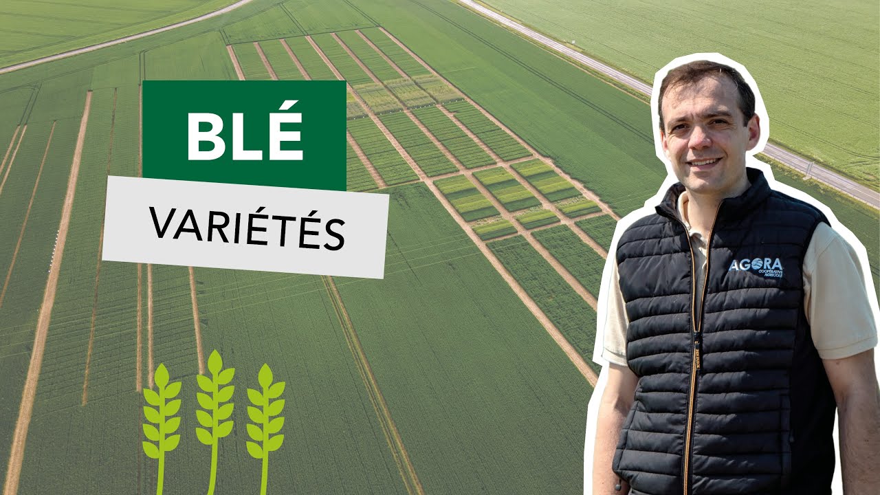 n°1- Les variétés blé - Visites d'essais agroécologiques (Aymeric Dezobry) - AGROExpe