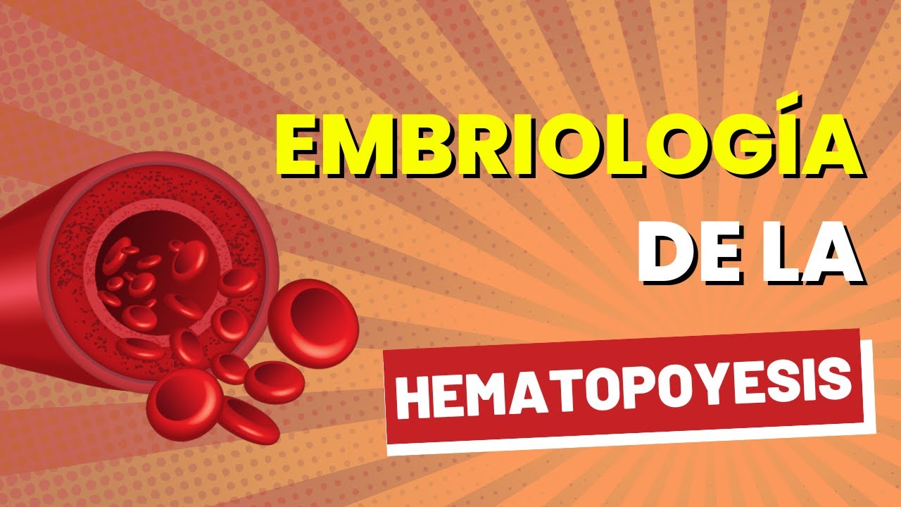 Embriología del sistema hematopoyético FÁCILMENTE