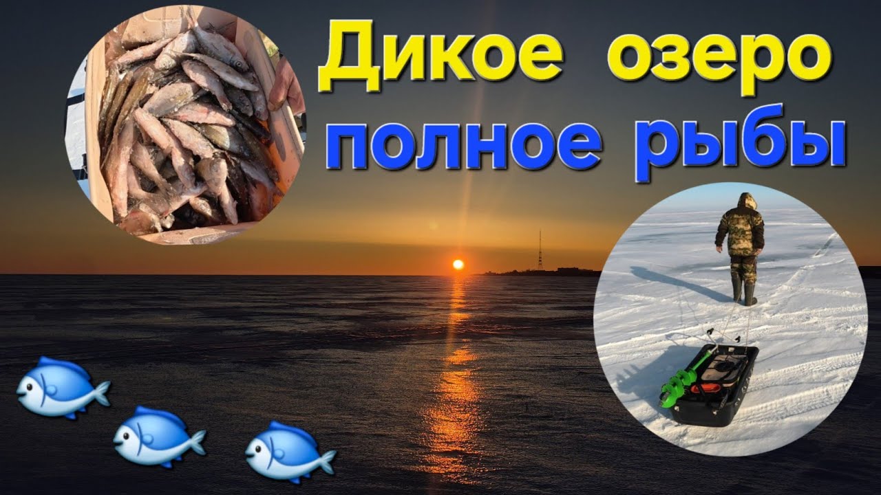 Дикое озеро полное рыбы