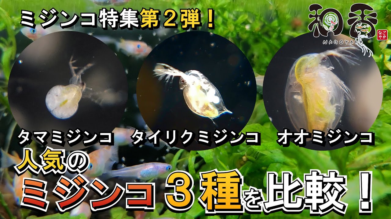 ミジンコ 特集 パート2（3部作） 微生物 培養のプロが教える ミジンコ特集 。人気ミジンコ 3種を比較。観賞魚 めだか プロブリーダー御用達店 和香 なごやか が初心者にもわかりやすくお伝えします。