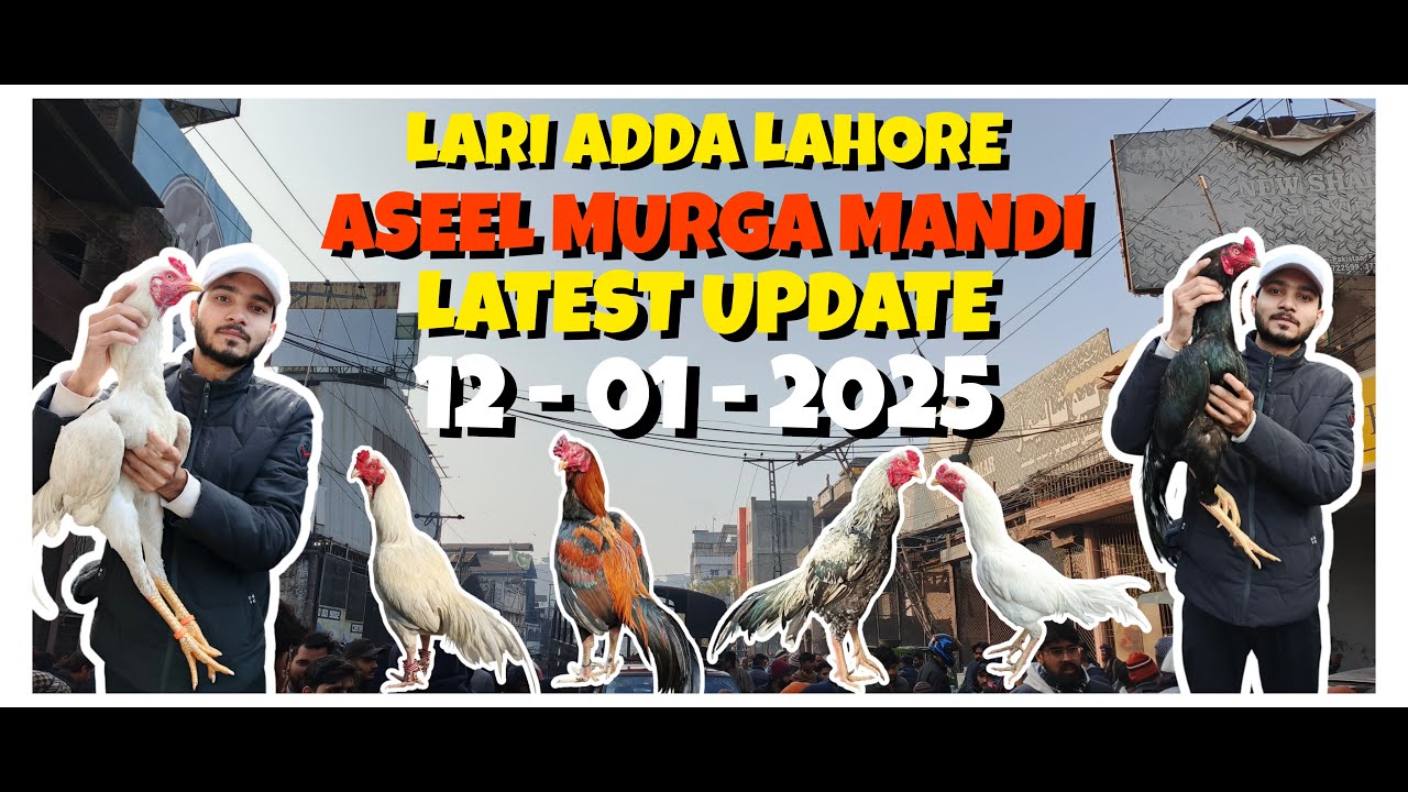 Lahore Lari Ada murgha mandi 2025 | today Lahore Aseel murgha mandi | VLOG 2025 #yt #trending #murga
