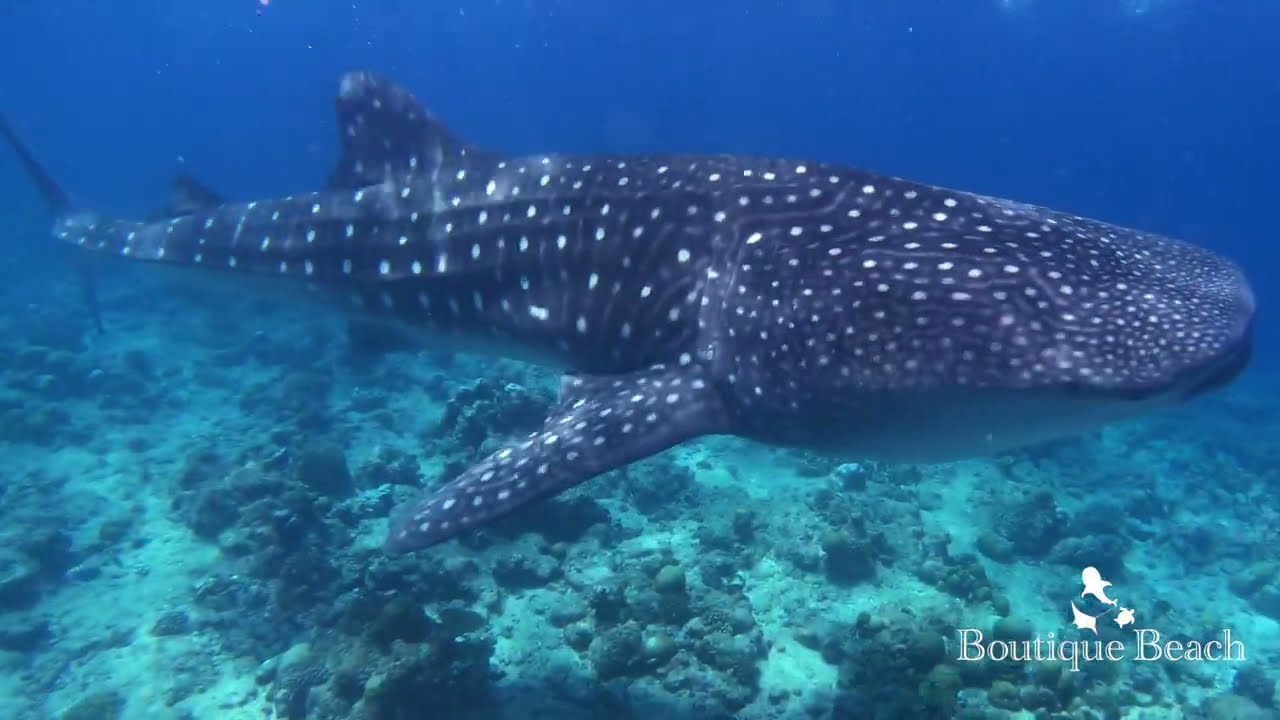 15.05.23 - Whale Shark Snorkelling - Dhigurah & Lux Beyru - South Ari Atoll - Maldives