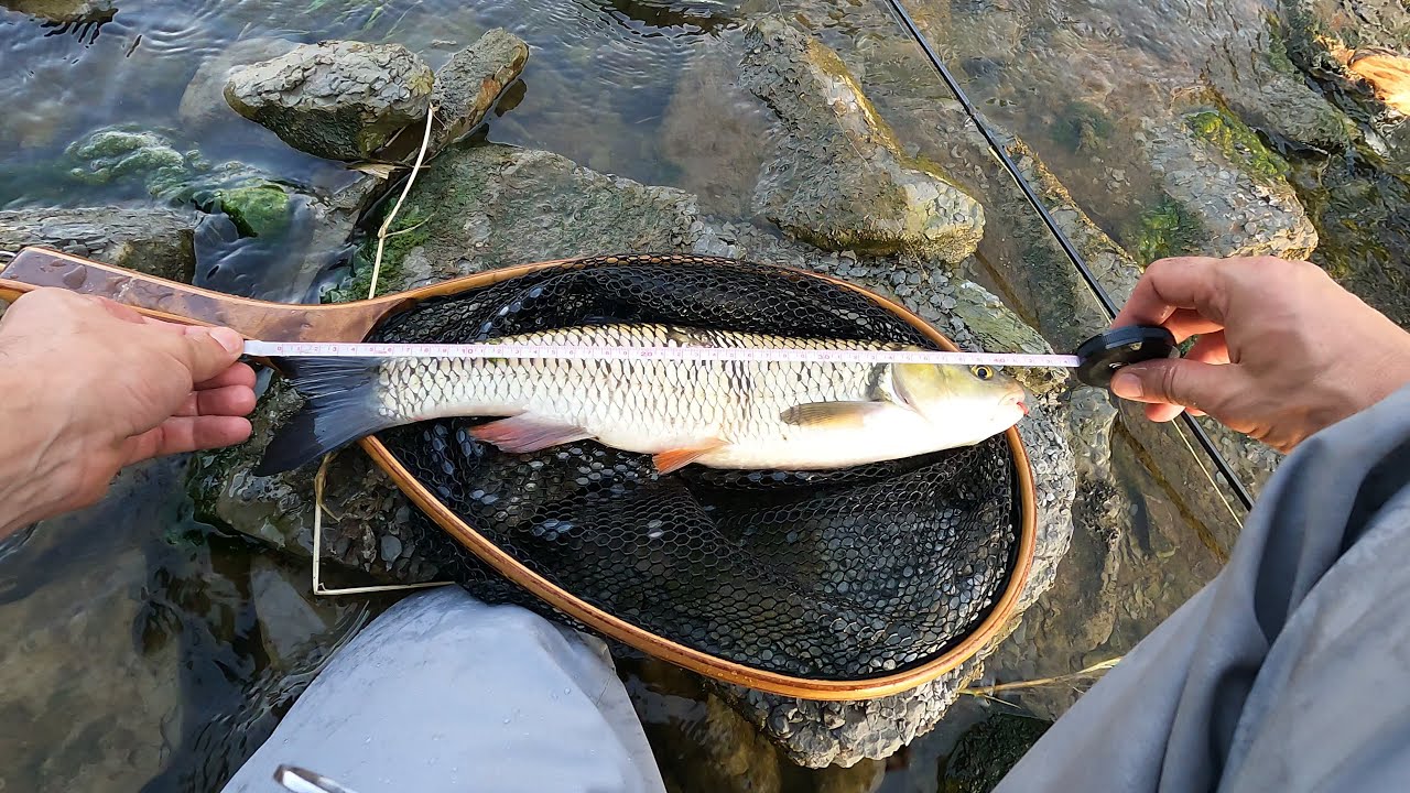 Fly Fishing for Chub