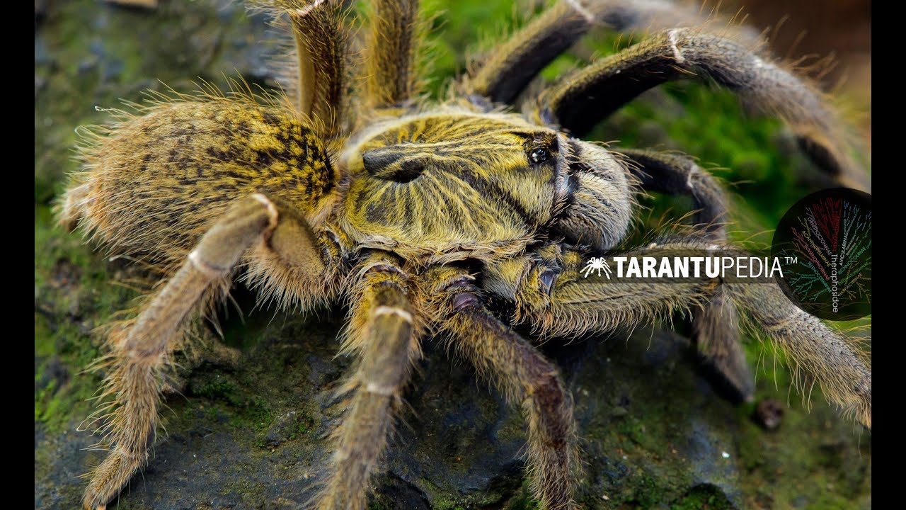 A very rare horned baboon spider - Ceratogyrus dolichocephalus