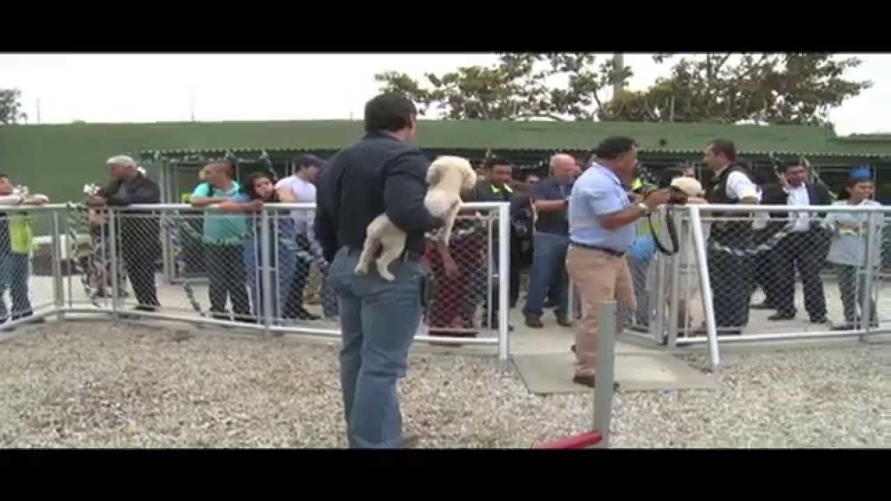 Albergue para perros