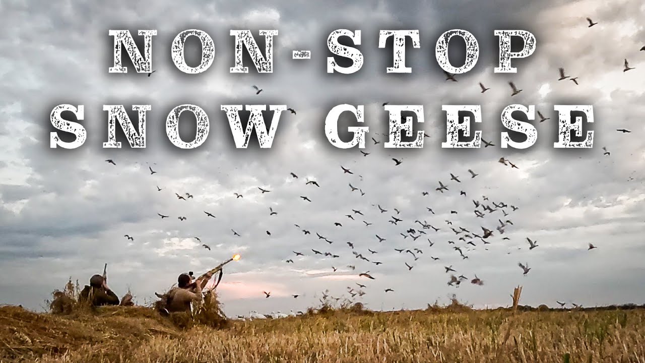Shooting a LIMIT of Snow Geese in Saskatchewan (Non-Stop Action!)
