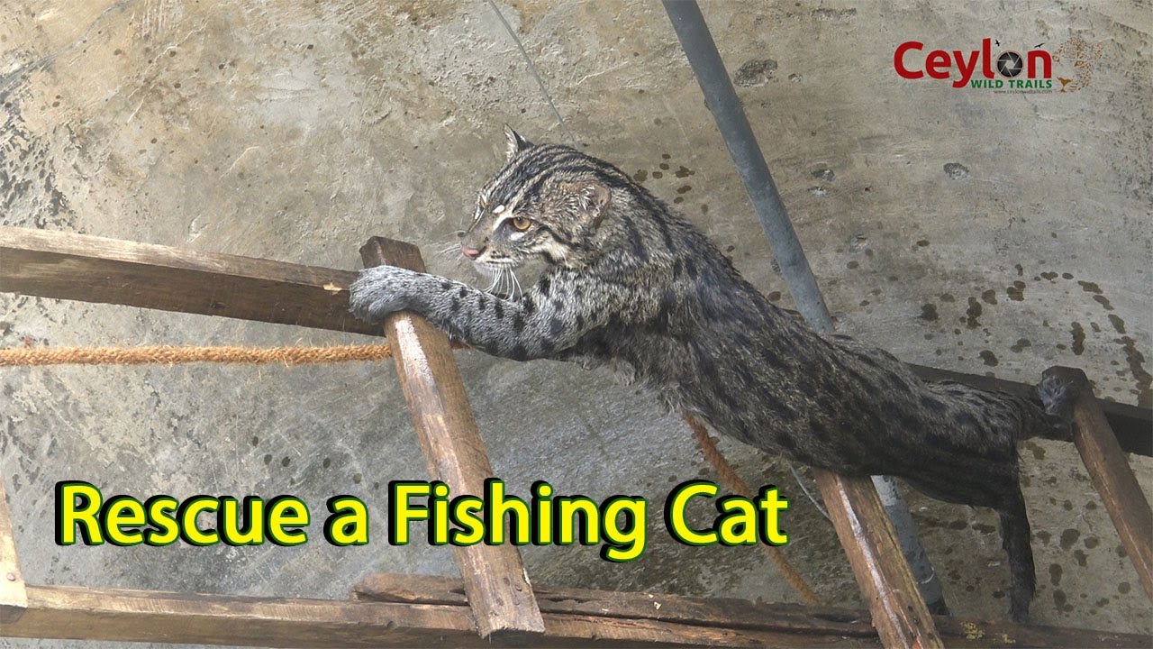 rescue a fishing cat from well. #wildlife #srilanka