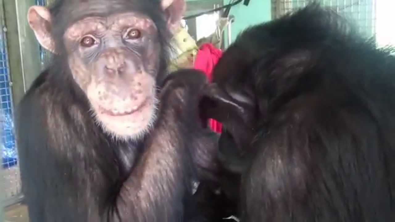 Lisa Marie welcomed by Kiley's Family - Save the Chimps