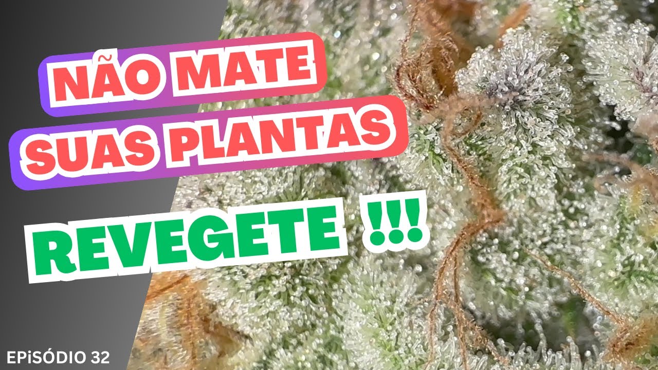 Como REVEGETAR a Cannabis Sativa e COLHER NOVAMENTE