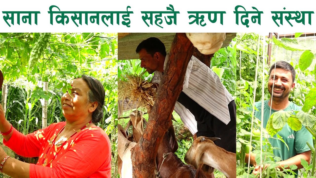 साना किसानलाई सहज ऋण दिने संस्था || Sana Kishan Krishi Sahakari Sanstha, Jeevanpur ||