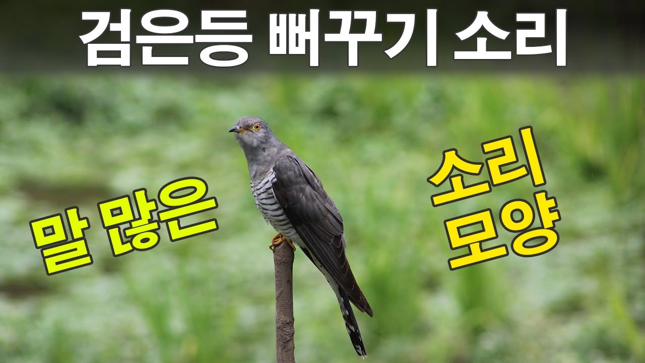 뻐꾸기소리 새 소리 검은 등 뻐꾸기 울음 소리 다른 뻐꾸기 종류 우는 소리 숙면 수면 ASMR